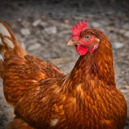 Influenza aviaire : opération d'abattage dans un élevage de poules (…)