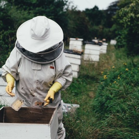 Présence de plusieurs foyers confirmés de loque américaine dans les ruchers (…)