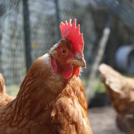 Relèvement du niveau de risque influenza aviaire